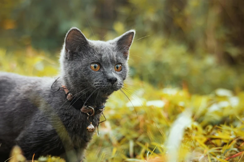 a small grey cat with very large eyes and large, furry fur