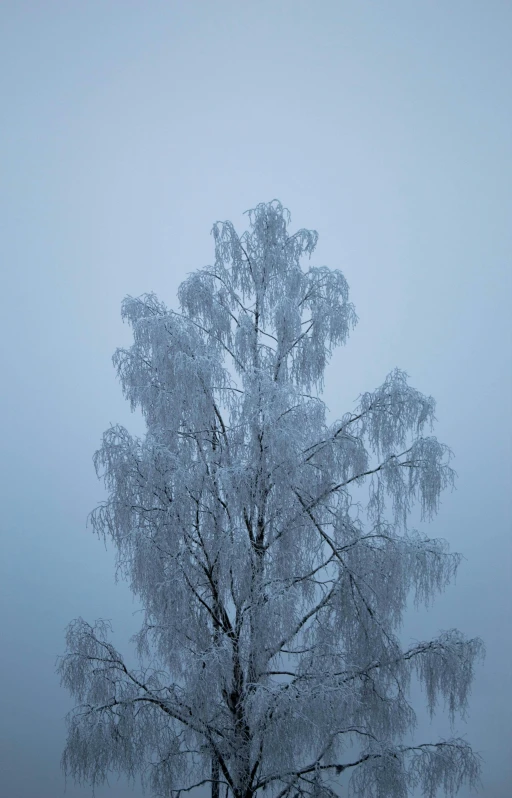 a tree covered in snow stands in a fog