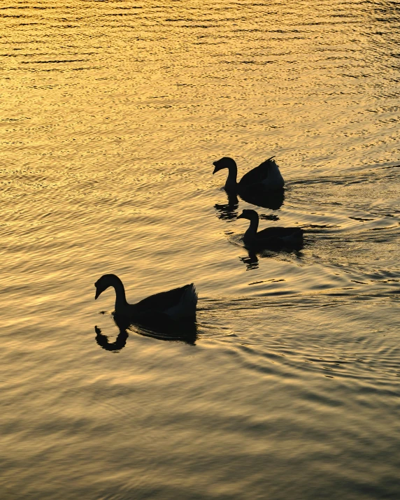 two ducks floating in a pond while the sun is setting
