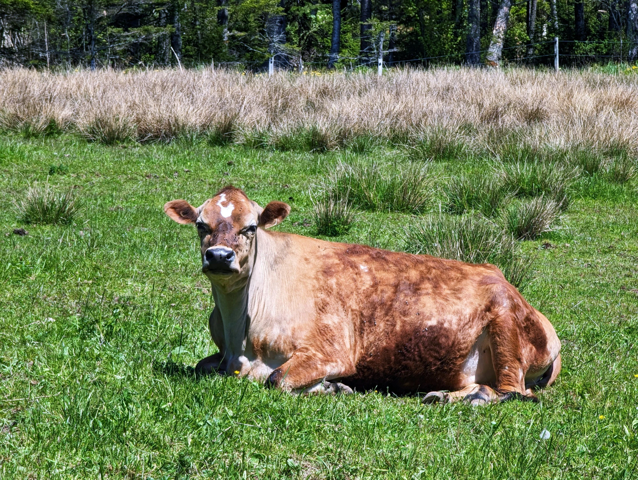 a cow sitting in the grass while looking at the camera