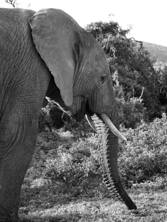 a large elephant with its trunk raised to the ground