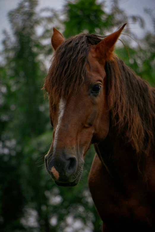 a brown horse standing next to trees under a cloudy sky