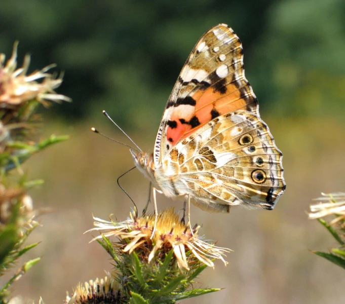 erfly sitting on a flowering plant on a sunny day