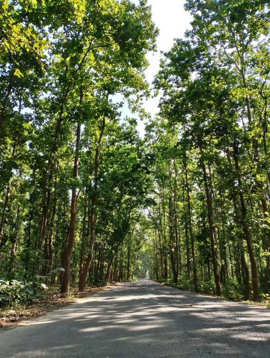 a forest that has several trees on the side of the road