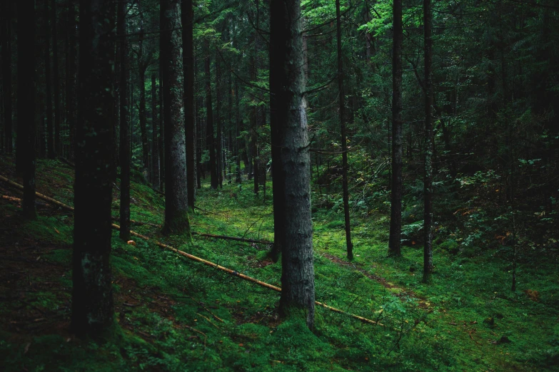 a forest area with trees and grass on the ground