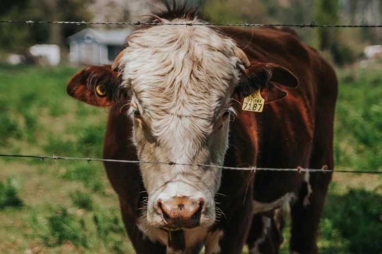 an adult cow behind a fence looking into the camera