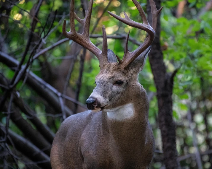 a buck that is standing in the grass