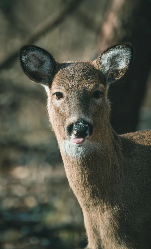 a close up image of a deer looking into the camera