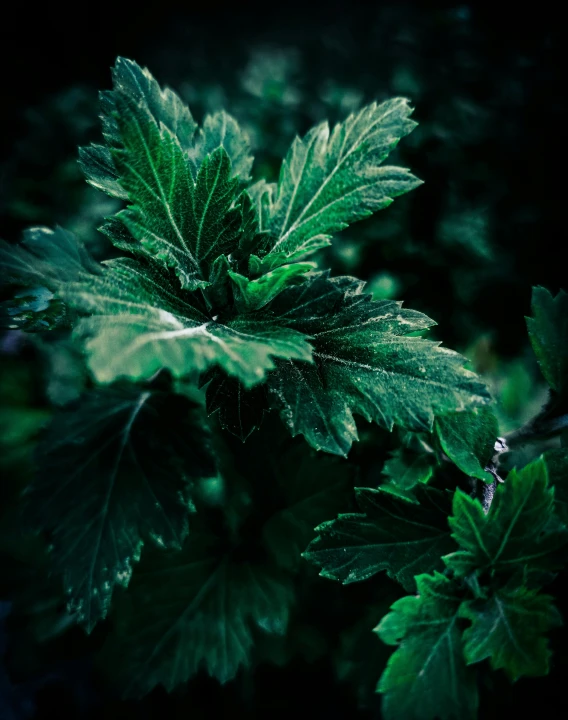 some leaves that are green and brown