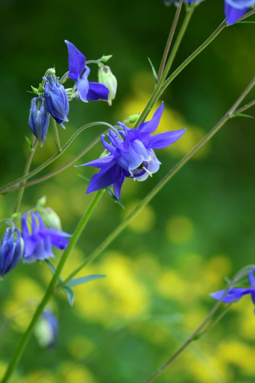 blue flowers in front of green grass on a sunny day