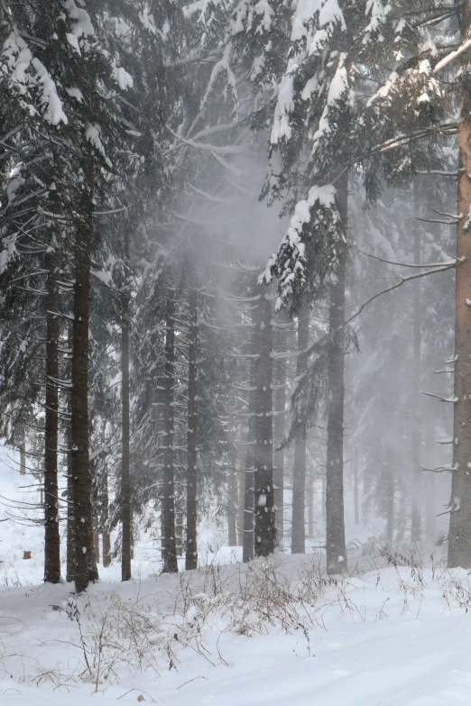 a snowy woods filled with snow and evergreens