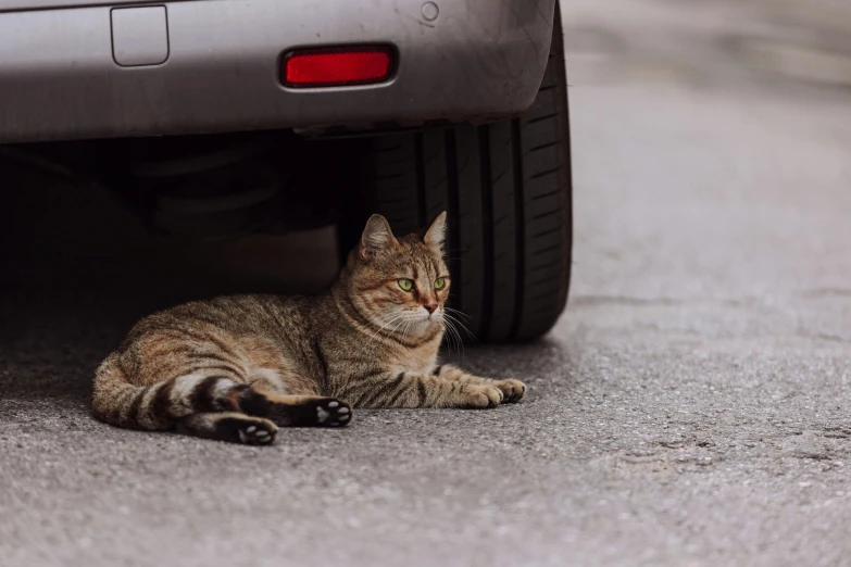 a cat laying under a car on the street