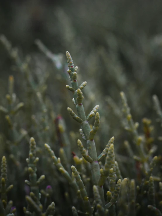 this is the top part of a moss plant