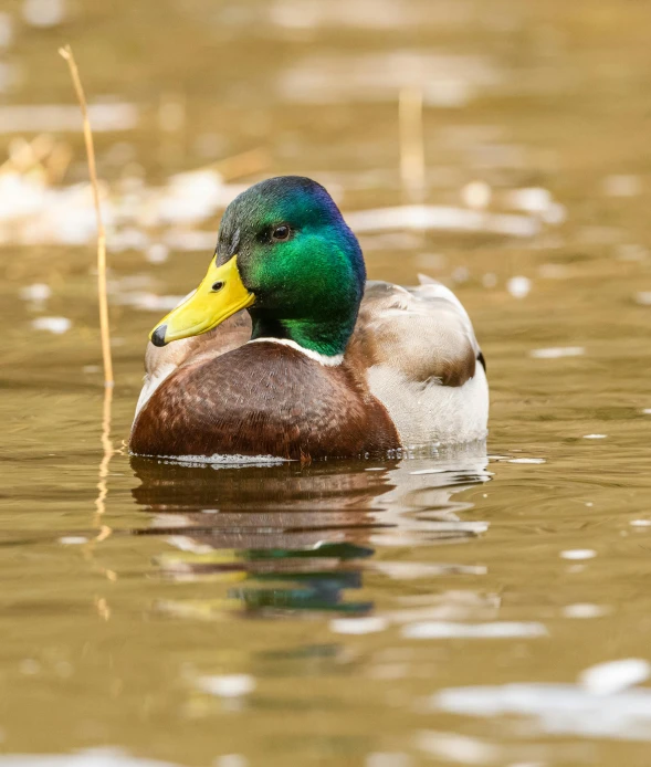 a colorful duck floating on top of a lake