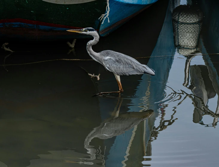 a bird standing on the water near a boat