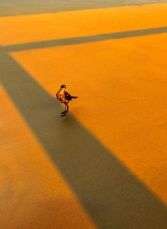 a person with a skate board on the pavement