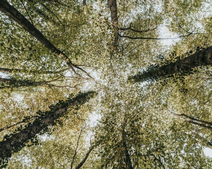 looking up through the canopy of a tree in a forest