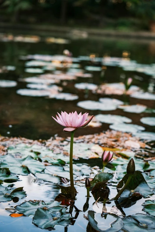 there is a pink flower in the middle of the pond