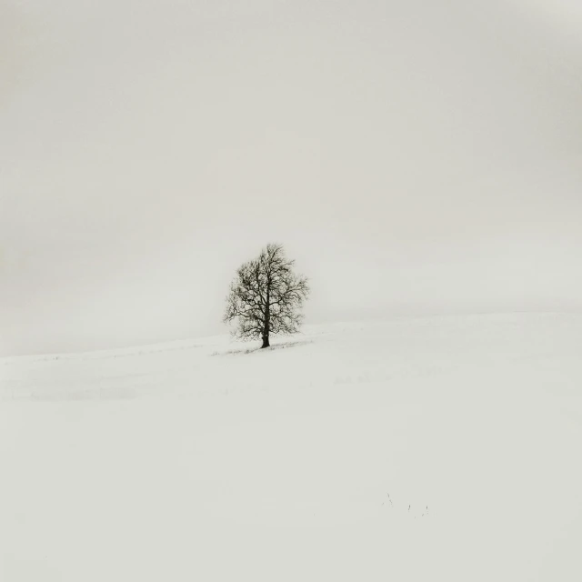 a lone tree is in the snow and a person stands next to it