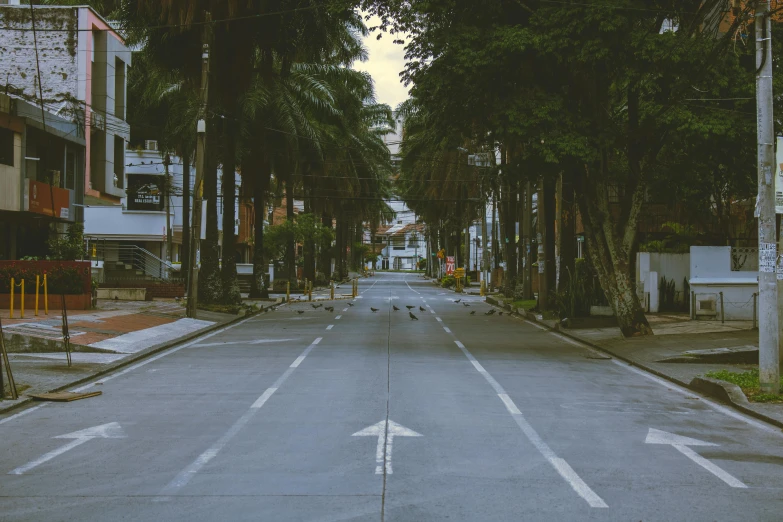 an empty street is shown as it begins to make its way through the trees