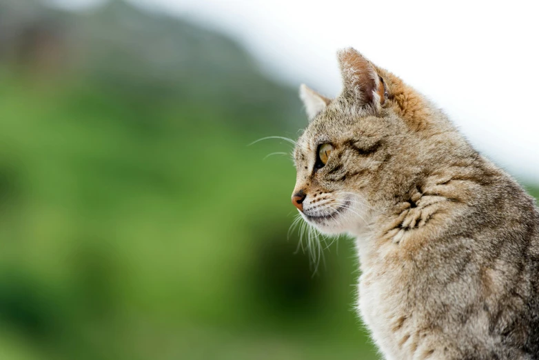 a small cat stares at soing with a blurry background