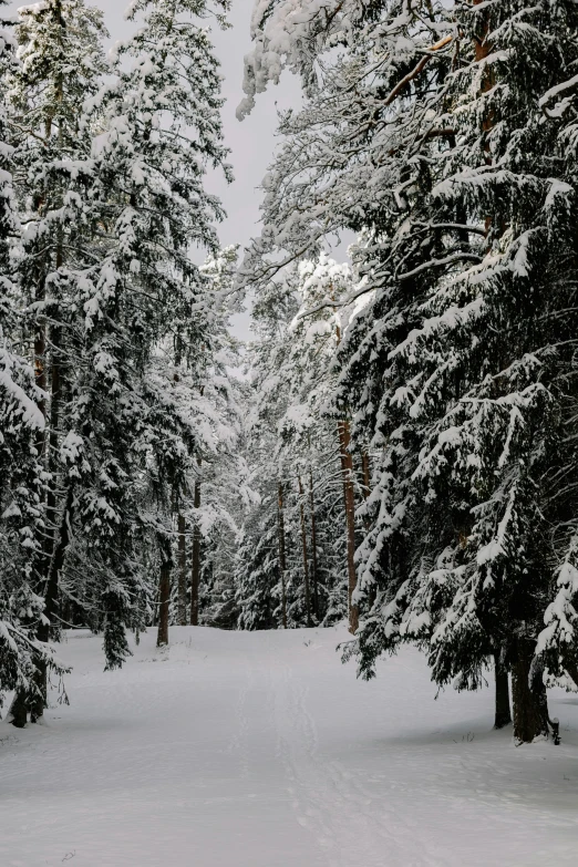 a picture of trees and a path in the snow