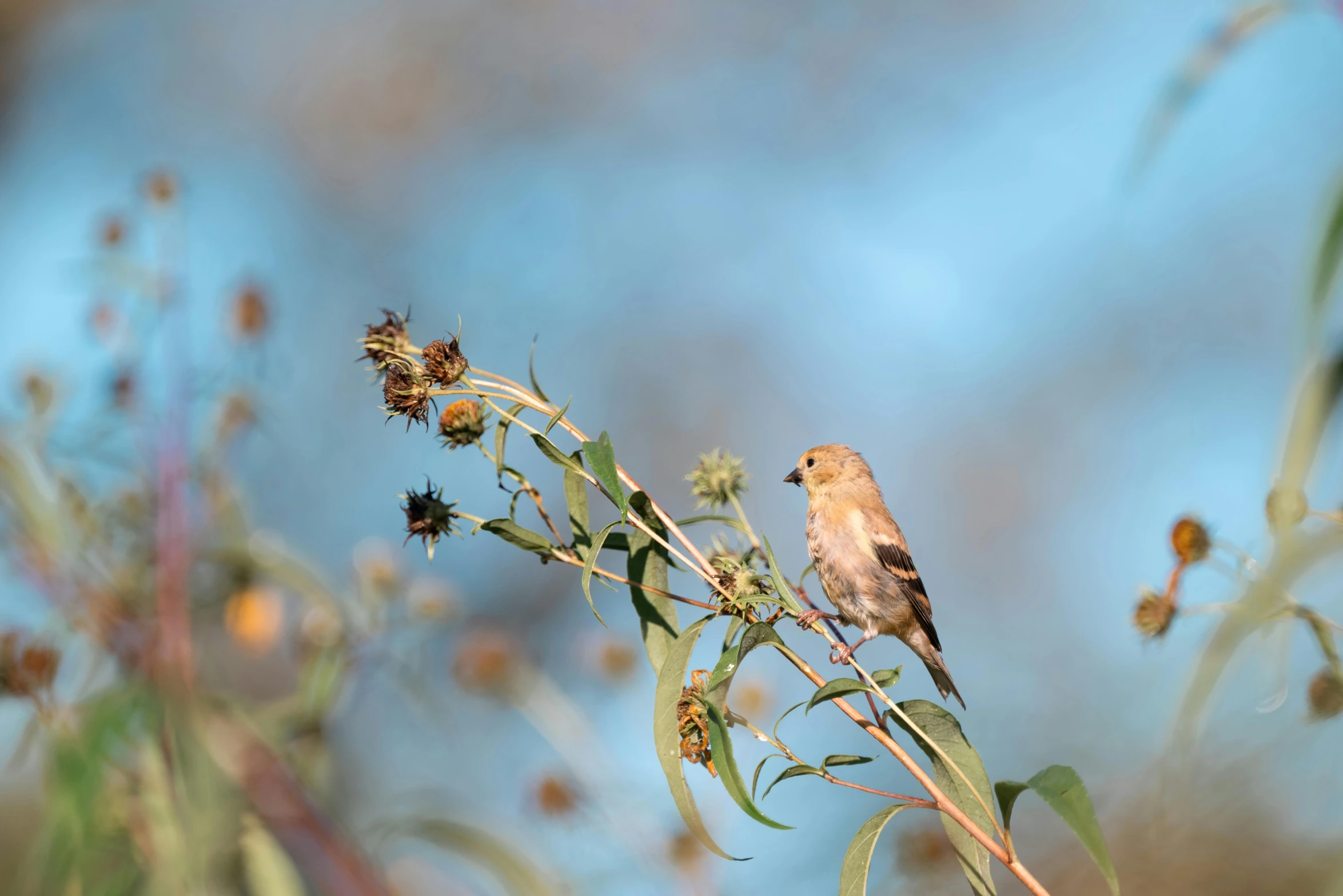 small bird sitting on top of a large green nch