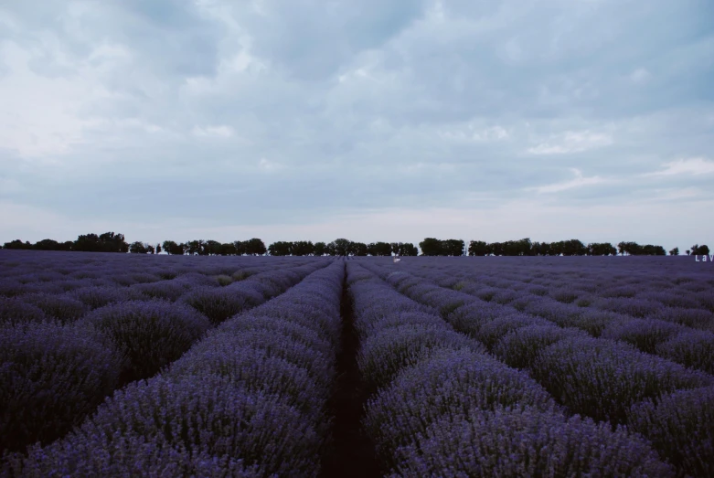the lavender field with trees in the distance
