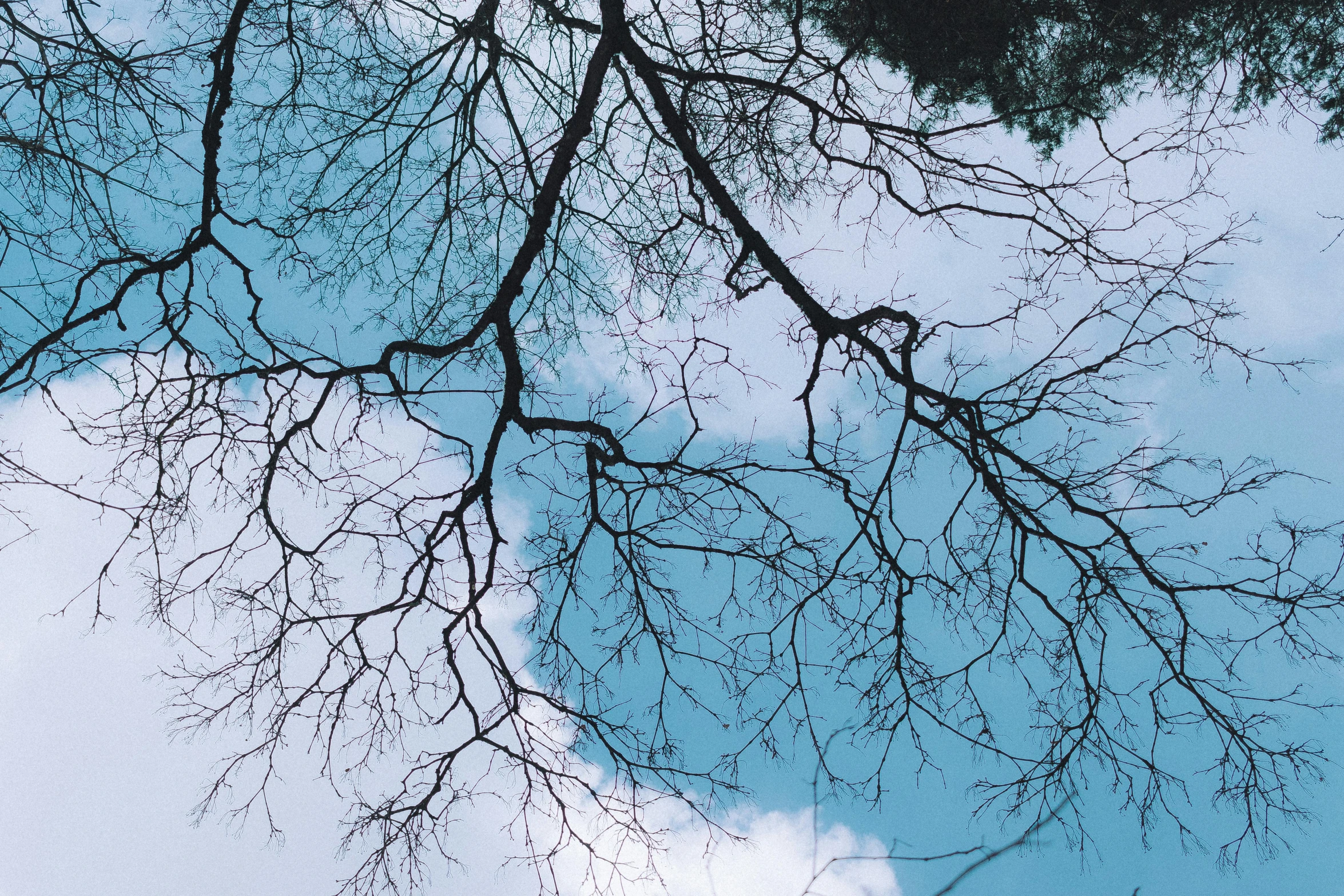 the view of a tree nch reaching up into the sky