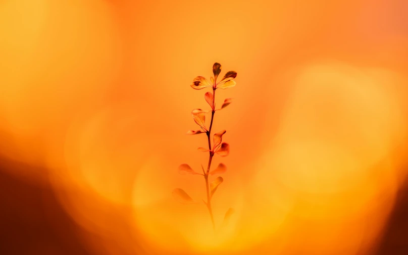 an orange, yellow and pink po with a stem