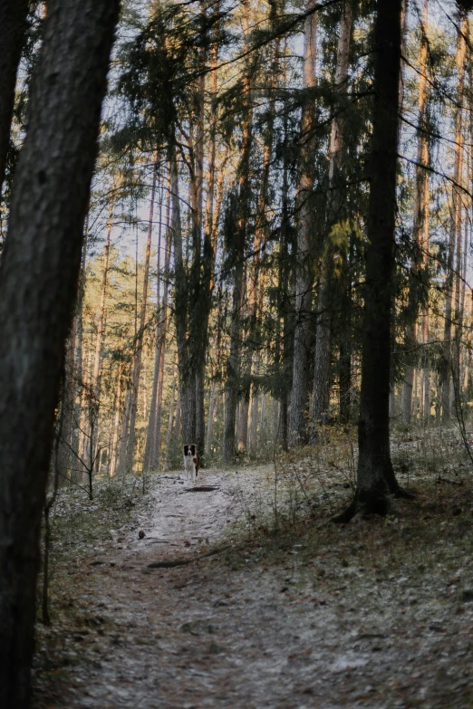 a person walks through a path between some trees