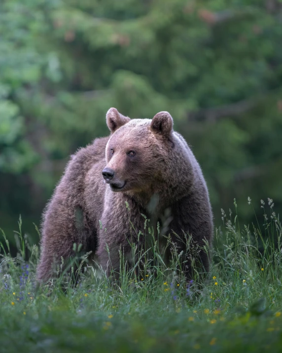 a brown bear standing in tall grass and flowers