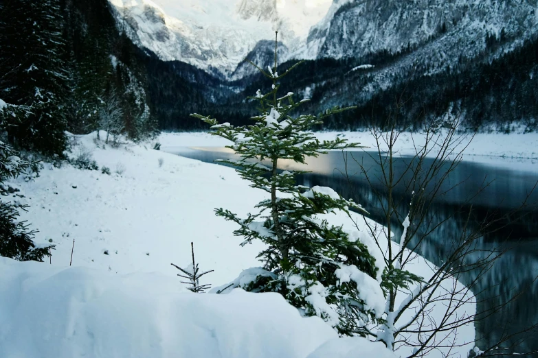 trees stand by the shore of a lake covered in snow