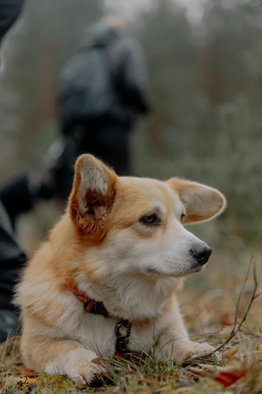 a dog with its legs in the air next to a person