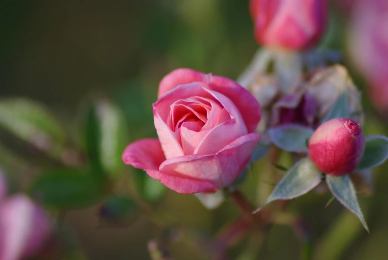 a close up s of pink roses with leaves