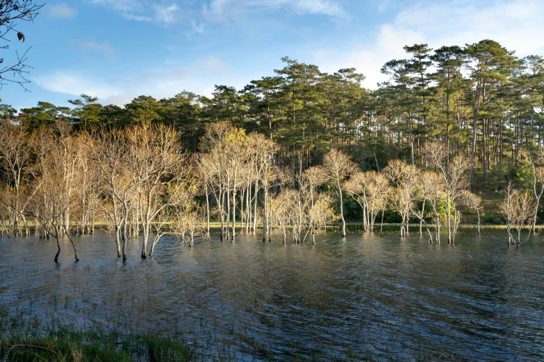 trees line the water along the shore in front of the forest