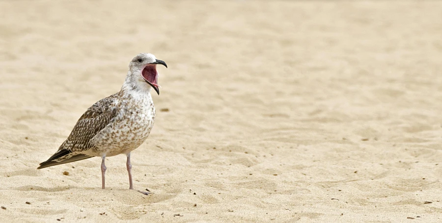 a bird is standing in the sand, and the bird is yelling