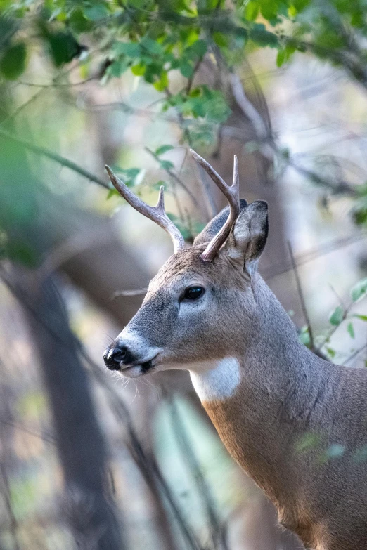 an deer stands among the brush in the woods