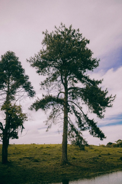 some trees are standing in the grass near water