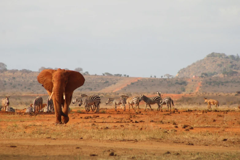 a herd of ze and elephant grazing in the savannah