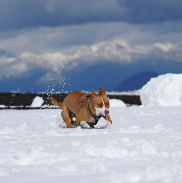 a dog running through the snow with the hills in the distance