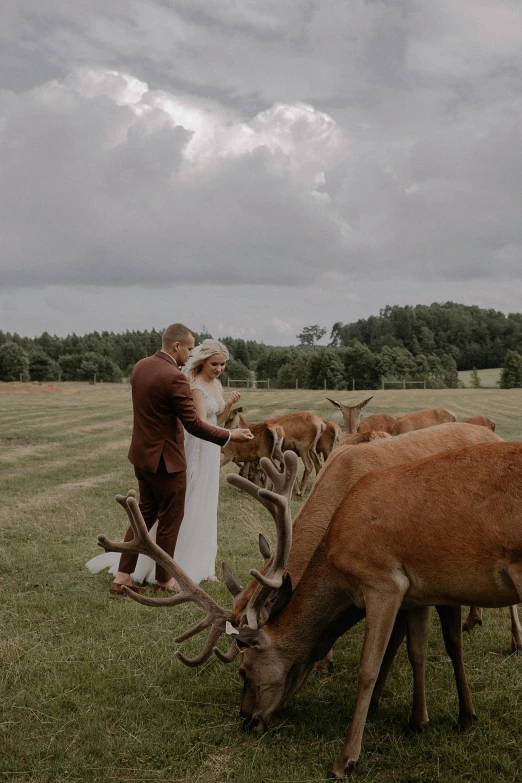 bride and groom in front of many deer eating grass