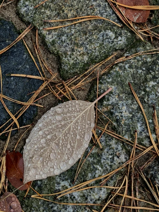 a leaf lays on some moss in the grass