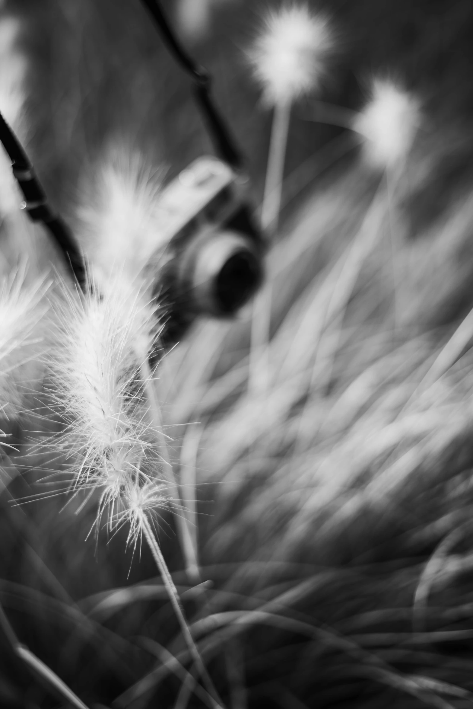 a group of dandelions blowing in the wind