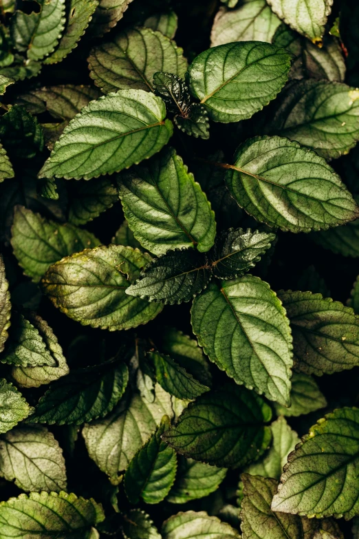 a picture of green leaves from top to bottom