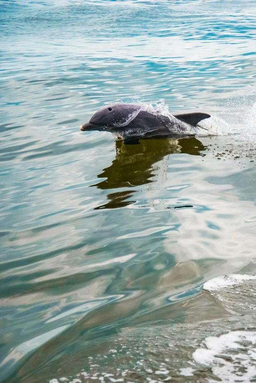 a bird is swimming in water and coming out of the water