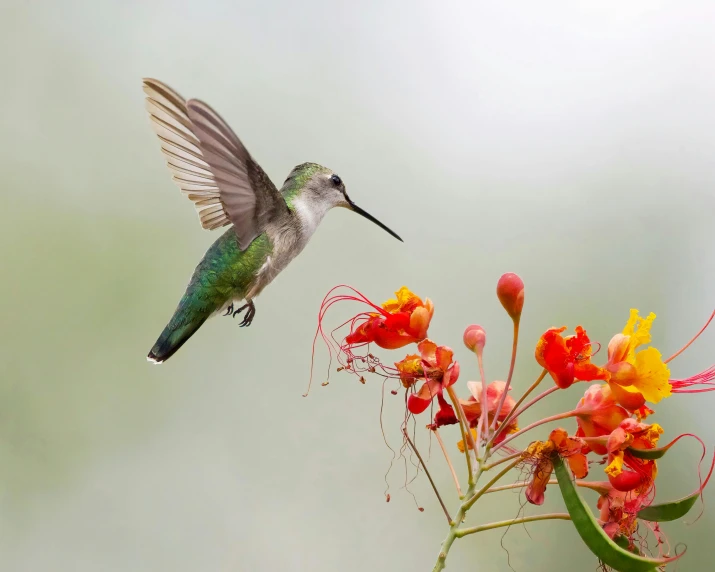 hummingbird feeding on an orange flower in flight