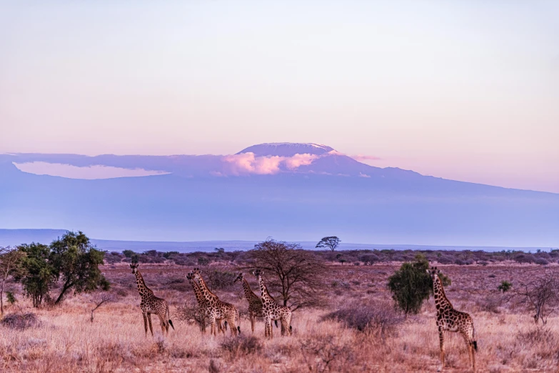 giraffes are standing around a hill under a hazy sky