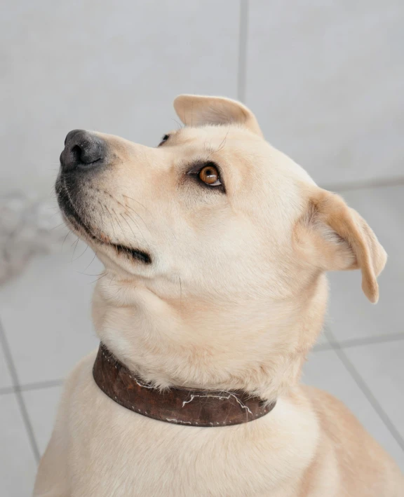 an image of a dog looking up from the floor