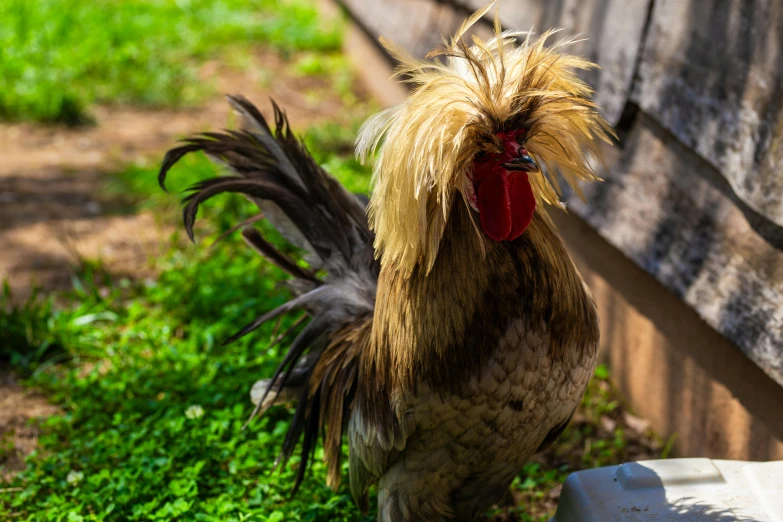 a rooster standing next to a wooden structure